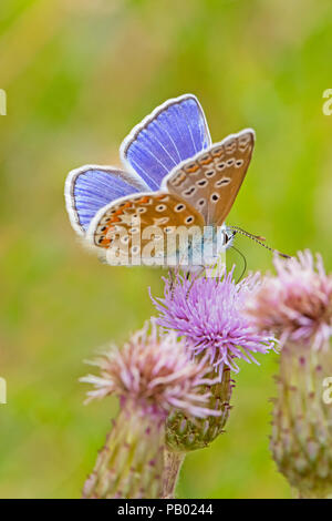 Männliche gemeinsame Blau (Polyommatus icarus) Fütterung auf creeping Thistle Stockfoto