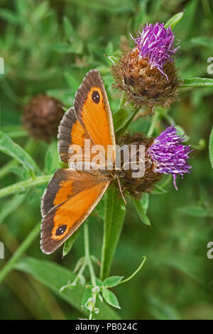 Weibliche Gatekeeper (pyronia Tithonus) Fütterung auf creeping Thistle Stockfoto