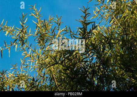 Oben im Baum stecken Stockfoto