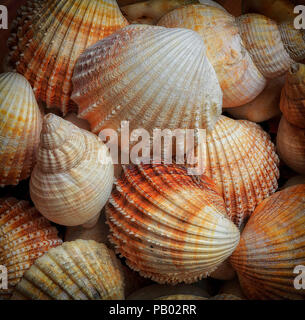 Eine Sammlung von Muscheln von Gower in Swansea, Wales, Großbritannien Stockfoto