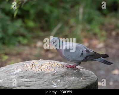 Lieferbar Taube Columba oenas, Alleinstehenden stehen auf staddle Stein mit Korn, Worcestershire, Großbritannien. Stockfoto