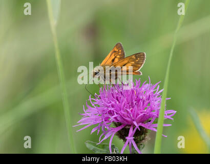 Große Skipper, Ochlodes venatus, alleinstehenden Fütterung auf gemeinsame Flockenblume, Centaurea nigra, Worcestershire, Großbritannien. Stockfoto