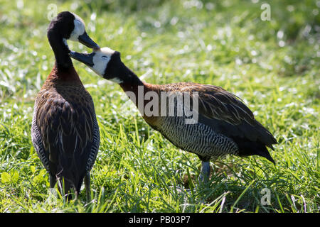 Liebe Vögel. Süße liebevolle Tier Paar. Liebevolle bindung Paar weiße - Pfeifen konfrontiert Enten (Dendrocygna viduata) Küssen, wie sie pflegen. Stockfoto