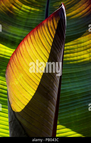 Sonnenlicht durch die Beleuchtung der Blätter einer Bananenstaude. Stockfoto