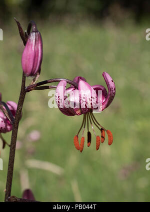 Martagon oder Türke Cap Lily, Lilium martagon, in der Nähe von Blumen, wachsen in Grünland, Worcestershire, Großbritannien. Stockfoto