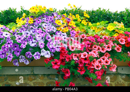 Petunien, Garten, Wand, Dark Pink, Rot, Orange, Lila, Gelb, verschiedene Farben, Petunia, mehrfarbig, gemischte Farbe Stockfoto