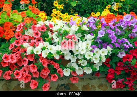 Petunien, Garten, Wand, Dark Pink, Rot, Orange, Lila, Gelb, verschiedene Farben, Petunia, mehrfarbig, gemischte Farbe Stockfoto