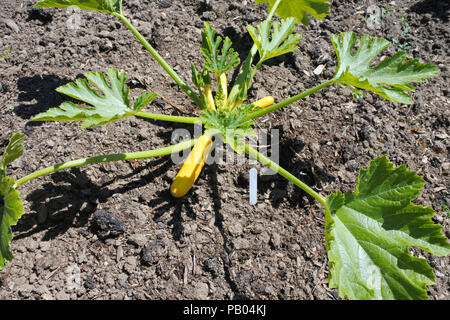 Junge Zucchini/Knochenmark Pflanzen in eine englische Küche Garten wachsenden - Johannes Gollop Stockfoto