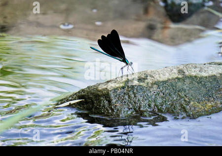 Ebenholz jewelwing biegt seine schönen iridious Mettalic blau-grünen Farben auf Rock stream Botanischen Gärten in Toronto, Ontario, Kanada Stockfoto