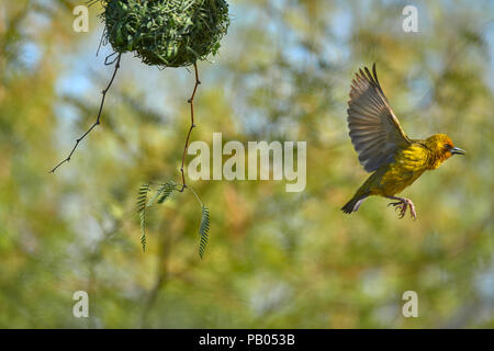 Cape Weaver Vogel in Camel Thorn Tree Stockfoto