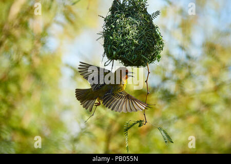 Cape Weaver Vogel in Camel Thorn Tree Stockfoto