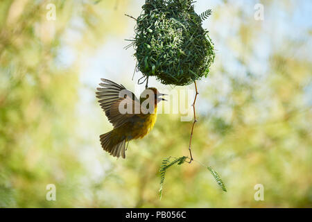 Cape Weaver Vogel in Camel Thorn Tree Stockfoto