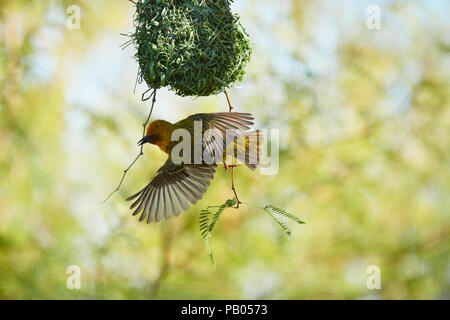 Cape Weaver Vogel in Camel Thorn Tree Stockfoto