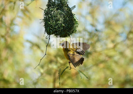 Cape Weaver Vogel in Camel Thorn Tree Stockfoto