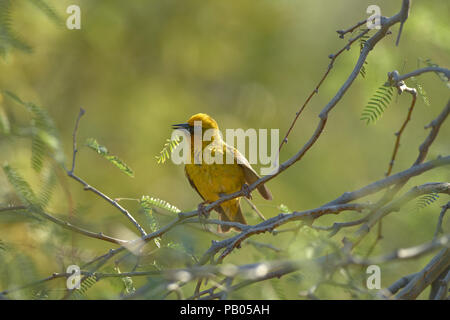 Cape Weaver Vogel in Camel Thorn Tree Stockfoto