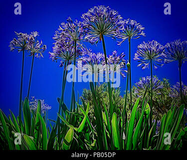 Digitale Kunst: Agapanthus Stockfoto
