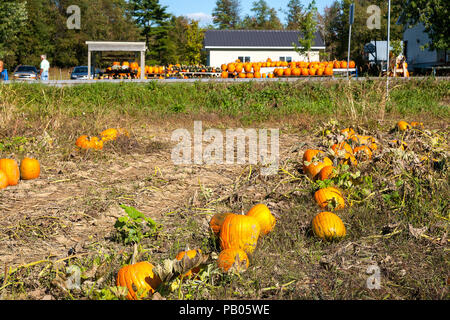 Herbst und Kürbis Umsatz in Eastern Townships, Quebec, Kanada. In der Nähe von stanbridge Osten. Kürbis Feld. Stockfoto