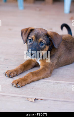 Acht Wochen alten Schäferhund mix Tierheim Welpen Stockfoto