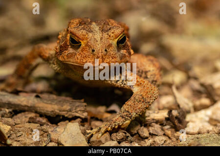 Orange American toad -Bufo americanus Stockfoto