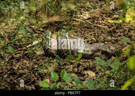 Das Abendessen wird serviert: Massiv Indian Rock Python auf Kamera Verschlucken eines bellenden Ganze im Panna Nationalpark, Indien gefangen Stockfoto