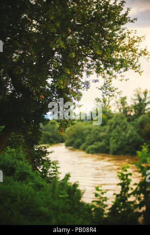 Einfacher Sommer Szene aus der Natur neben Fluss, großen Baum im Fokus. Stockfoto