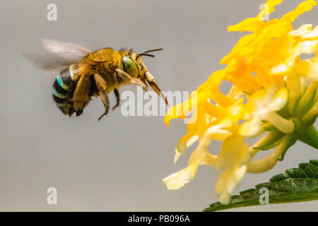 Biene bestäubt eine Blume, Jakarta, Indonesien Stockfoto