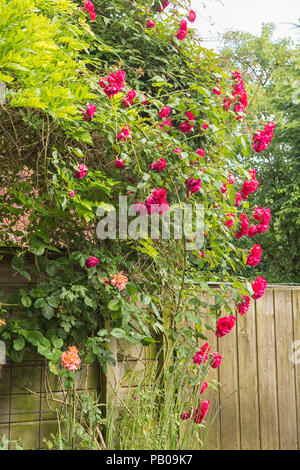 Rosen im Garten Stockfoto