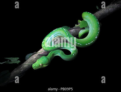 Green Tree python (Morelia viridis) auf einem Zweig, Cape York, Queensland, Australien Stockfoto