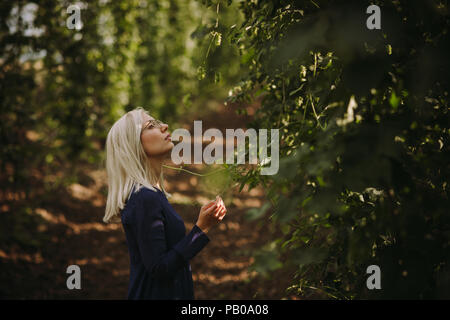 Frau Kontrolle Hopfenpflanzen in einem Feld, Serbien Stockfoto