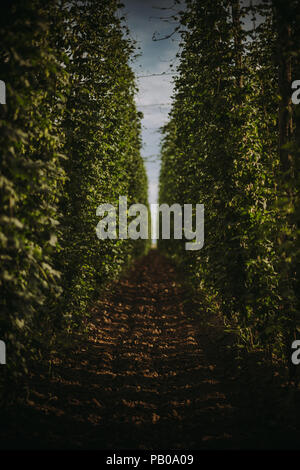 Bereich der Hopfen, Serbien Stockfoto