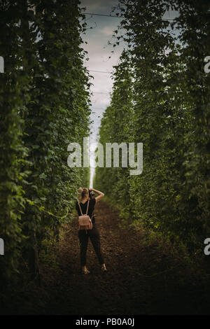 Frau, die in einem Hop Feld ein Foto, Serbien Stockfoto