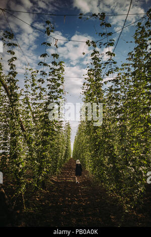 Frau gehen durch einen Hop Feld, Serbien Stockfoto