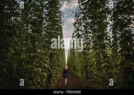 Frau gehen durch einen Hop Feld, Serbien Stockfoto