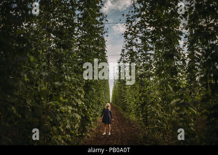 Frau, die in einem Hop Feld, Serbien Stockfoto