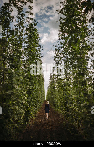 Frau gehen durch einen Hop Feld, Serbien Stockfoto