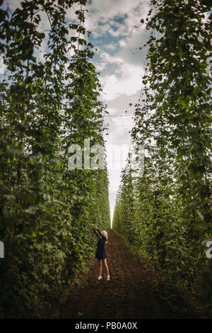 Frau Kontrolle Hopfenpflanzen in einem Feld, Serbien Stockfoto