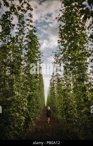 Frau gehen durch einen Hop Feld, Serbien Stockfoto