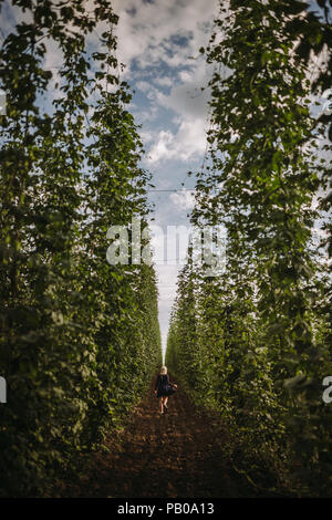Frau durch eine hop Feld laufen, Serbien Stockfoto