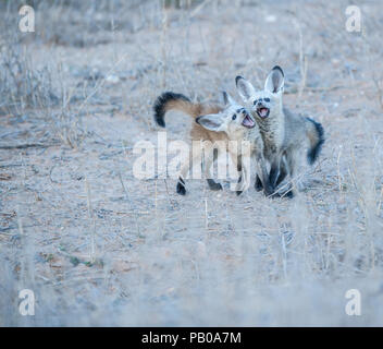 Zwei bat-eared Fox Cubs spielen, Kgalagadi Transfrontier Park, Südafrika Stockfoto