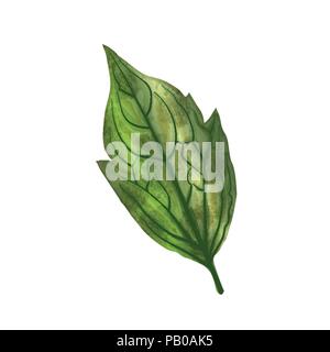 Hand gezeichnet Aquarell Blatt auf weißem Hintergrund, digitale Malerei, Vektor Stock Vektor