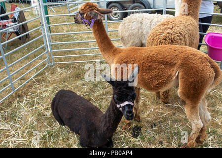 Vier Alpakas in den Pen auf der Landwirtschaft zeigen Nantwich Cheshire England Vereinigtes Königreich Großbritannien Stockfoto