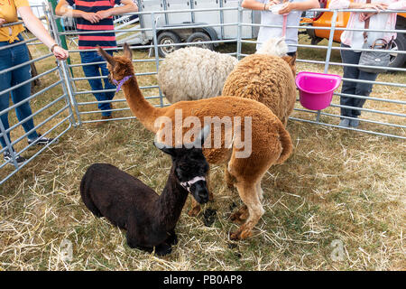 Vier Alpakas in den Pen auf der Landwirtschaft zeigen Nantwich Cheshire England Vereinigtes Königreich Großbritannien Stockfoto