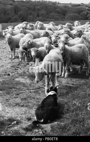 Neugeborene Lämmer und ihre Wolle an Bowmont Farm, Devon Stockfoto