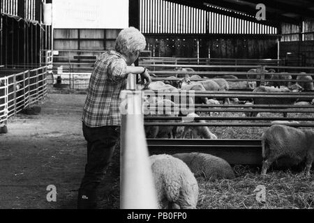 Dame grüßt ihre Herde von Schafen Stockfoto
