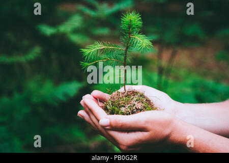 Weibliche Hand sprießen wilde Pine Tree in der Natur grüner Wald. Tag der Erde Umwelt Konzept zu speichern. Wachsende Sämling forester Pflanzen Stockfoto