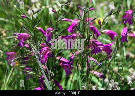 Blumenwiese, wilden Gladiolen (Gladiolus Illyricus), den Barranco de La Mina, in Las Lagunetas, Gran Canaria, Kanarische Inseln, Spanien Stockfoto