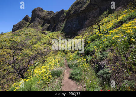 Weg durch blühende Vegetation, gelb blühende Riese Fenchel (Ferula communis), den Barranco de La Mina, in Las Lagunetas Stockfoto