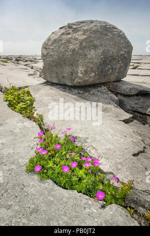 Bloody cranesbill (Geranium Sanguineum), Fugendüse, Karst, Ballyvaughan Burren, County Clare, Republik von Irland Stockfoto