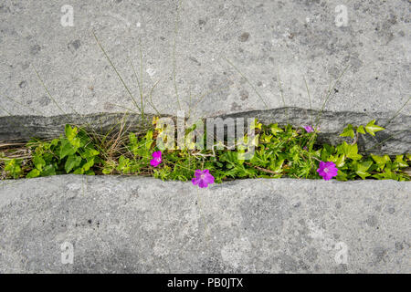 Bloody cranesbill (Geranium Sanguineum), Fugendüse, Karst, Ballyvaughan Burren, County Clare, Republik von Irland Stockfoto