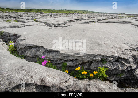 Bloody cranesbill (Geranium Sanguineum) und Bird's-foot Trefoil (Lotus corniculatus), Fugendüse, Burren Karst, Ballyvaughan Stockfoto